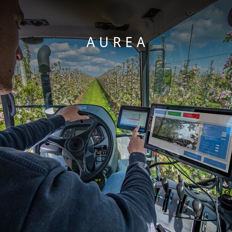 Aurea