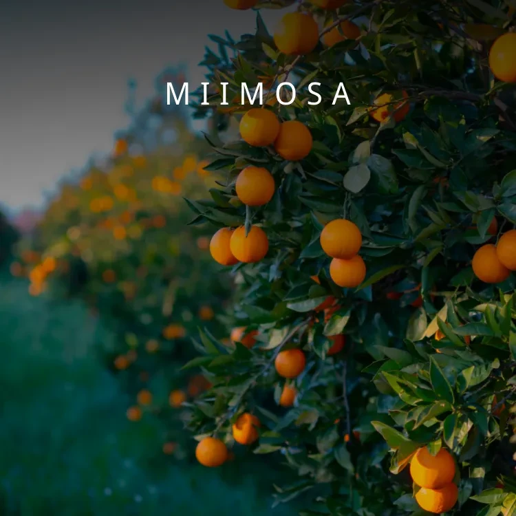 MiiMOSA