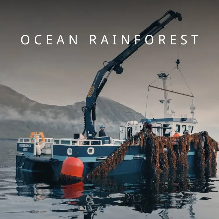Ocean Rainforest